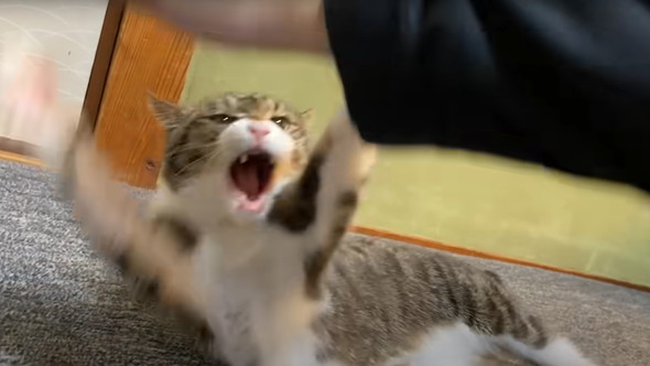 かみまくる猫ちゃん