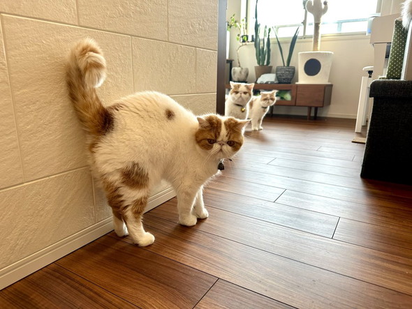 謎のグーパー遊び