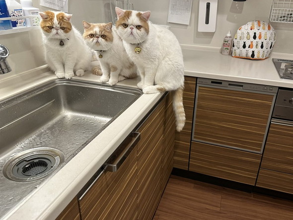 謎のグーパー遊び