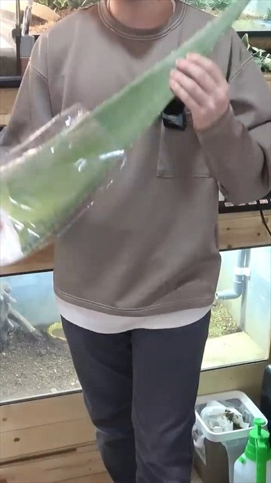 超巨大アロエをカメに与えたら