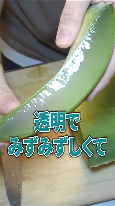 超巨大アロエをカメに与えたら