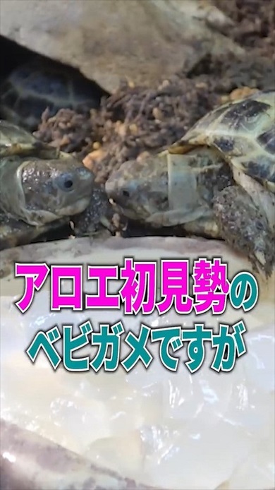 超巨大アロエをカメに与えたら