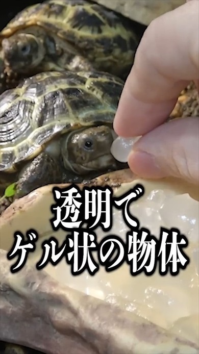 超巨大アロエをカメに与えたら