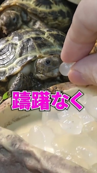 超巨大アロエをカメに与えたら