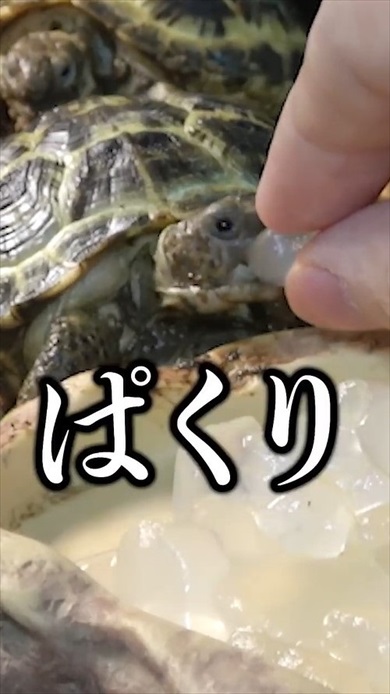 超巨大アロエをカメに与えたら