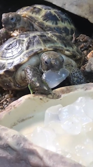 超巨大アロエをカメに与えたら