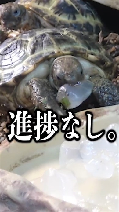 超巨大アロエをカメに与えたら