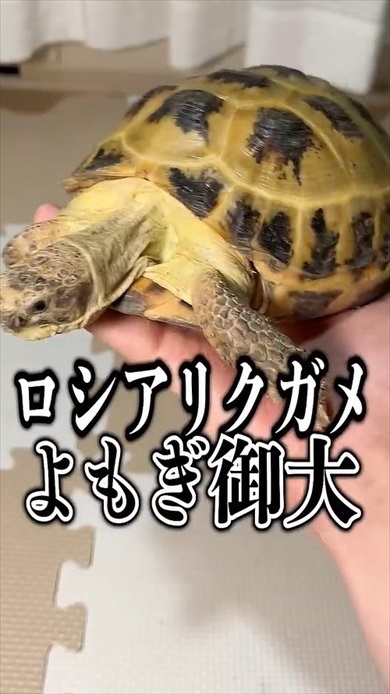 超巨大アロエをカメに与えたら