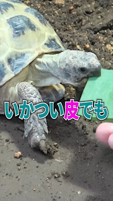 超巨大アロエをカメに与えたら