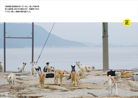 群れ猫まちがい探し