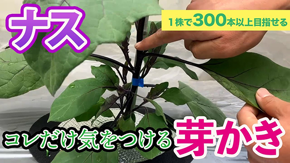 おすすめ