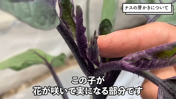 この子が花が咲いて