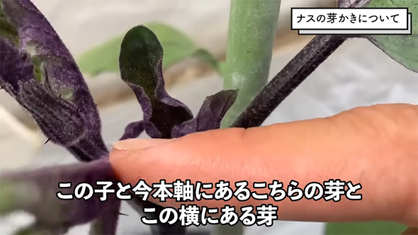 この子と今本軸にある