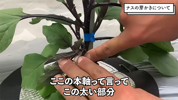 ここの本軸って