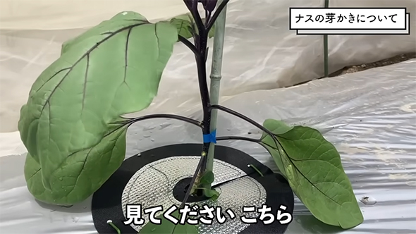 見てくださいこちら