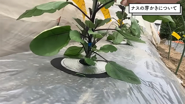 脇芽を取る前のナス