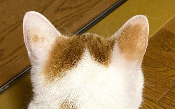 猫ちゃん頭アップトリミング