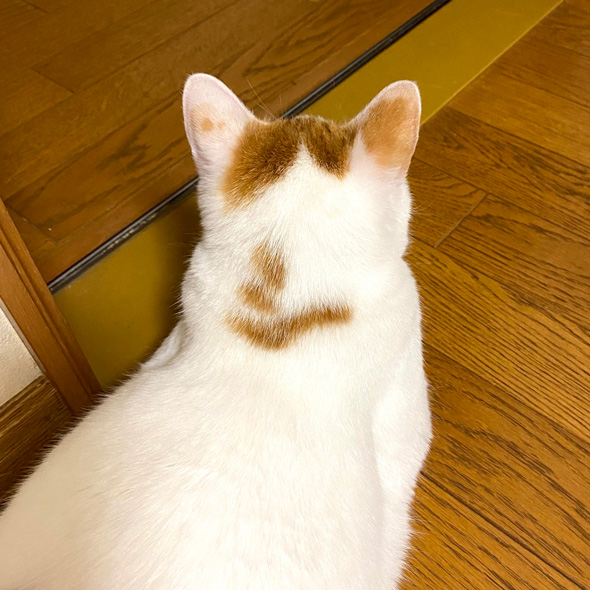 シ模様の猫ちゃん