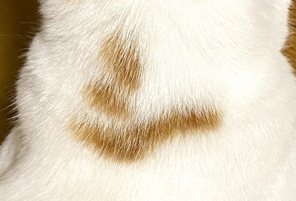 シ模様アップトリミング