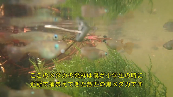 野生メダカの子孫