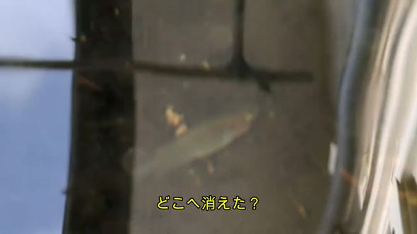 姿を消したメダカ