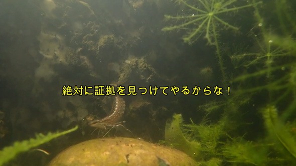 ヤゴ