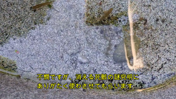 メダカの死骸