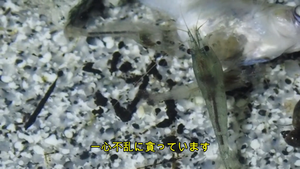メダカを食べるミナミヌマエビ