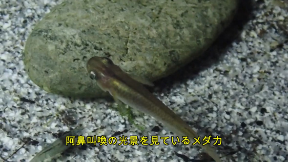 ドン引きするメダカ