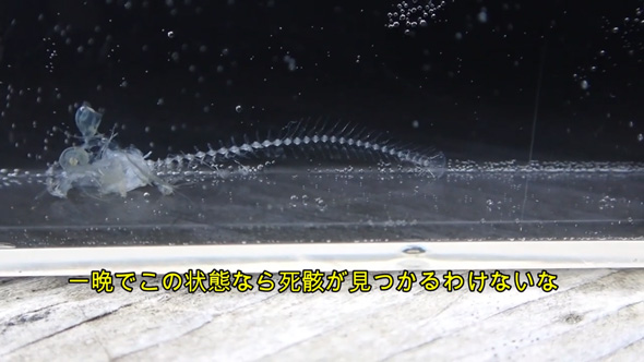 骨だけのメダカ