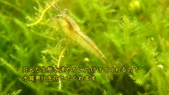 掃除や