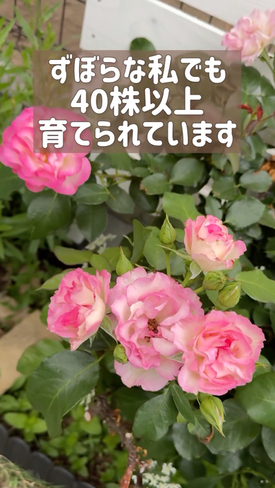 おすすめ