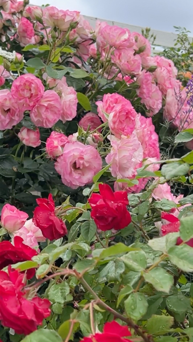 育てやすいバラの品種と選び方