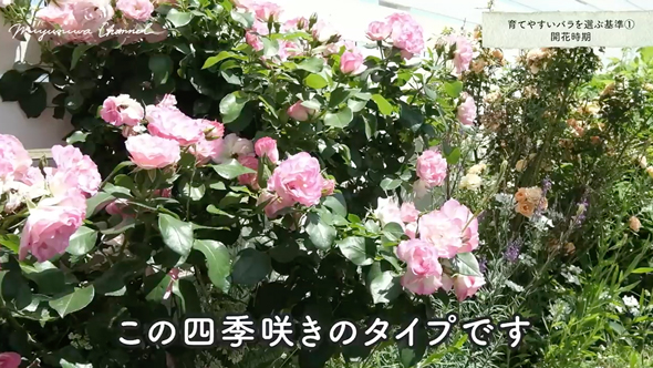 育てやすいバラの品種と選び方