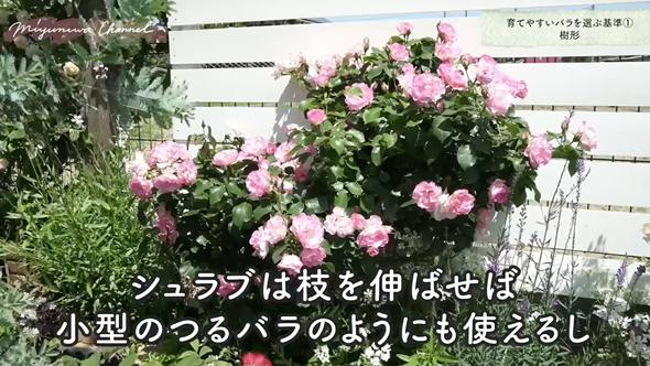 育てやすいバラの品種と選び方