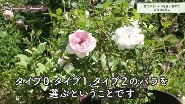 育てやすいバラの品種と選び方