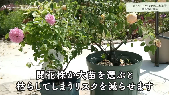 育てやすいバラの品種と選び方