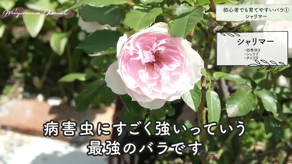 育てやすいバラの品種と選び方