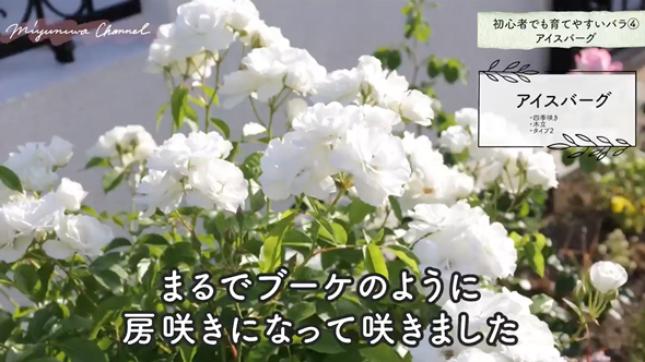 育てやすいバラの品種と選び方