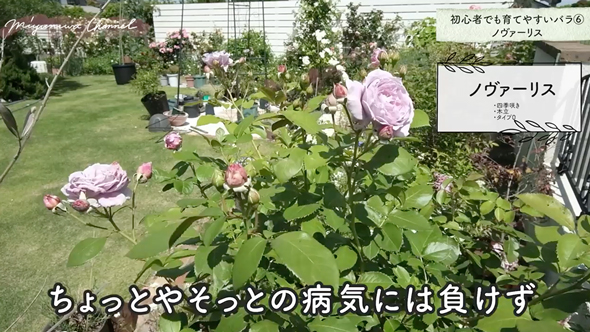 育てやすいバラの品種と選び方