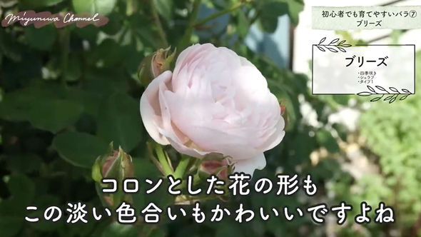 育てやすいバラの品種と選び方