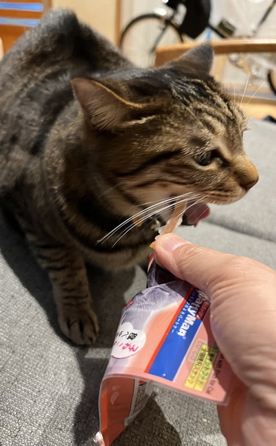 ごほうび食べるネコ