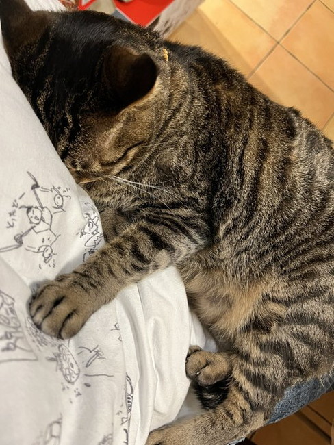 すねる猫ちゃん