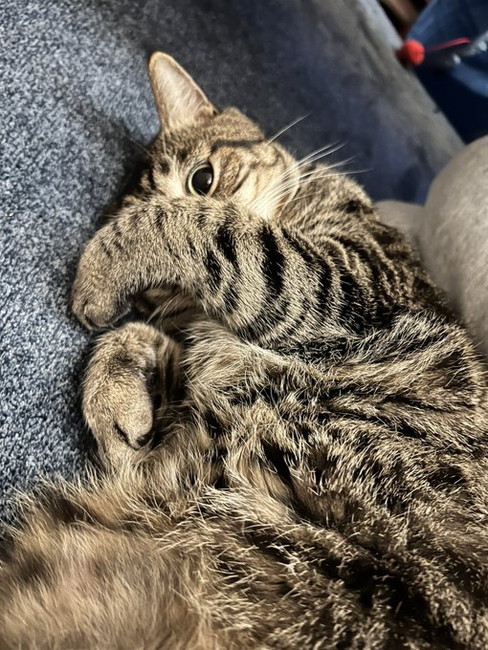 顔に手ネコちゃん