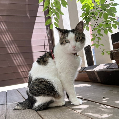 ハチワレ猫ちゃん