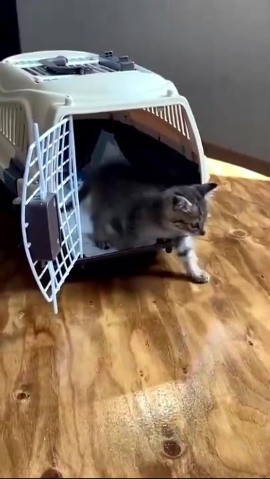 ケージから出てきたニャンコ