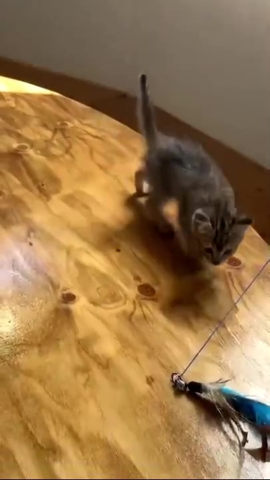 ねこじゃらしに興味を持つニャンコ