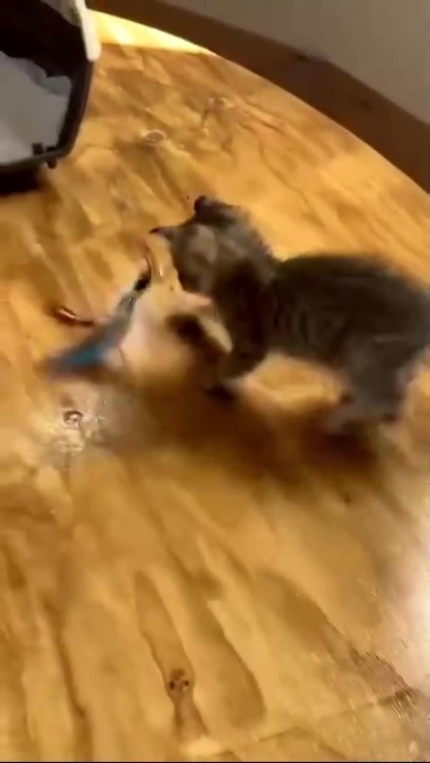 ねこじゃらしを追いかけるニャンコ