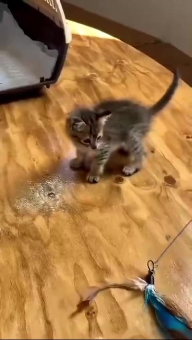 ねこじゃらしを見つめるニャンコ