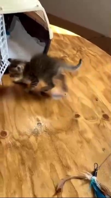 ケージへ駆け寄るニャンコ